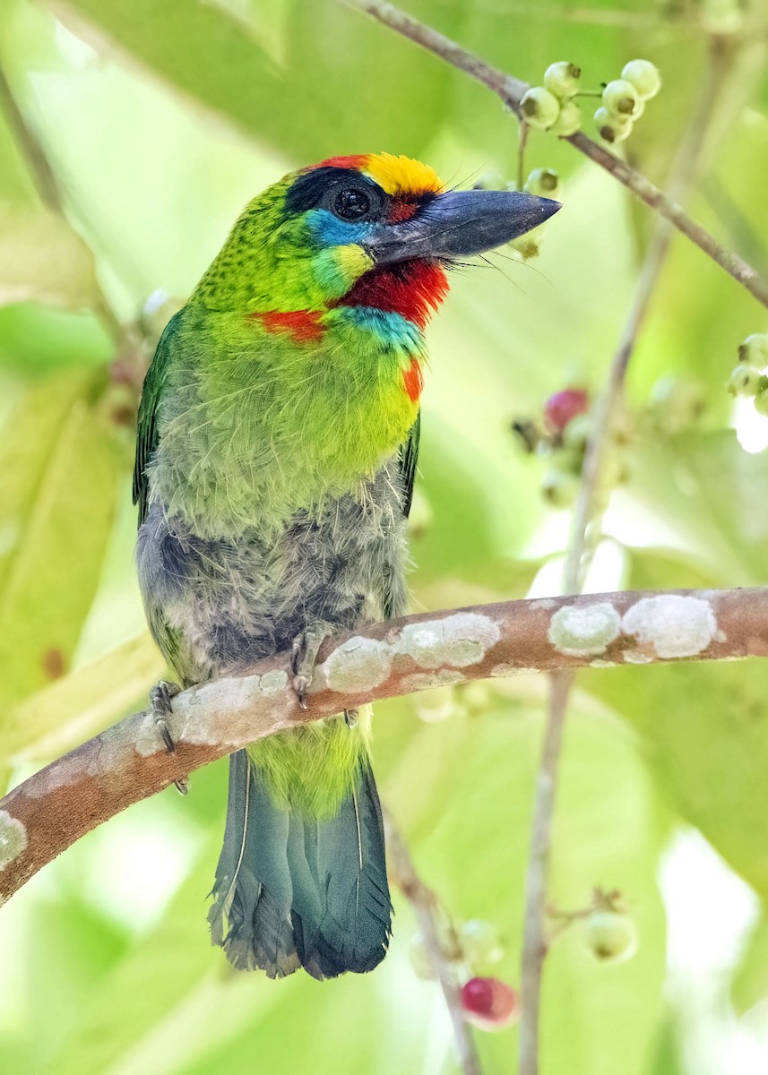 Red-throated Barbet - ML638524053
