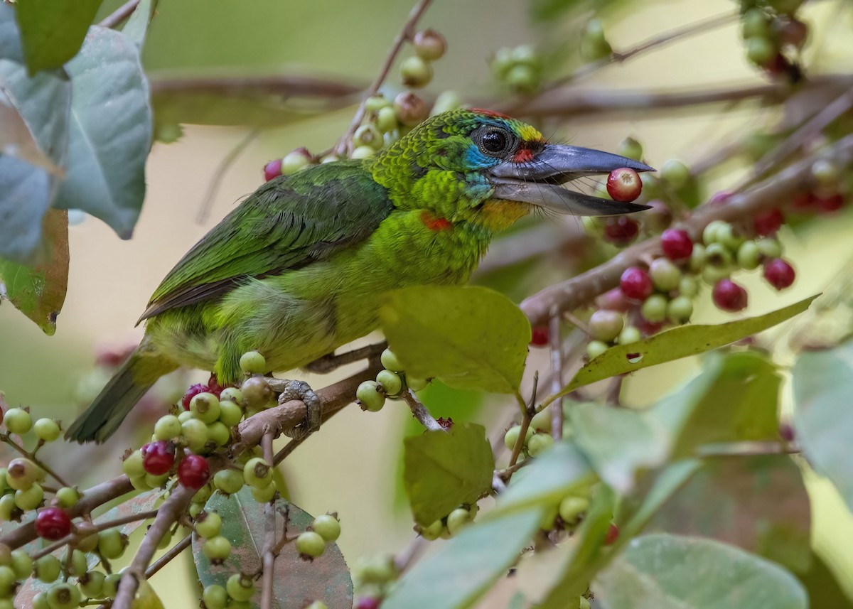 Red-throated Barbet - ML638524054