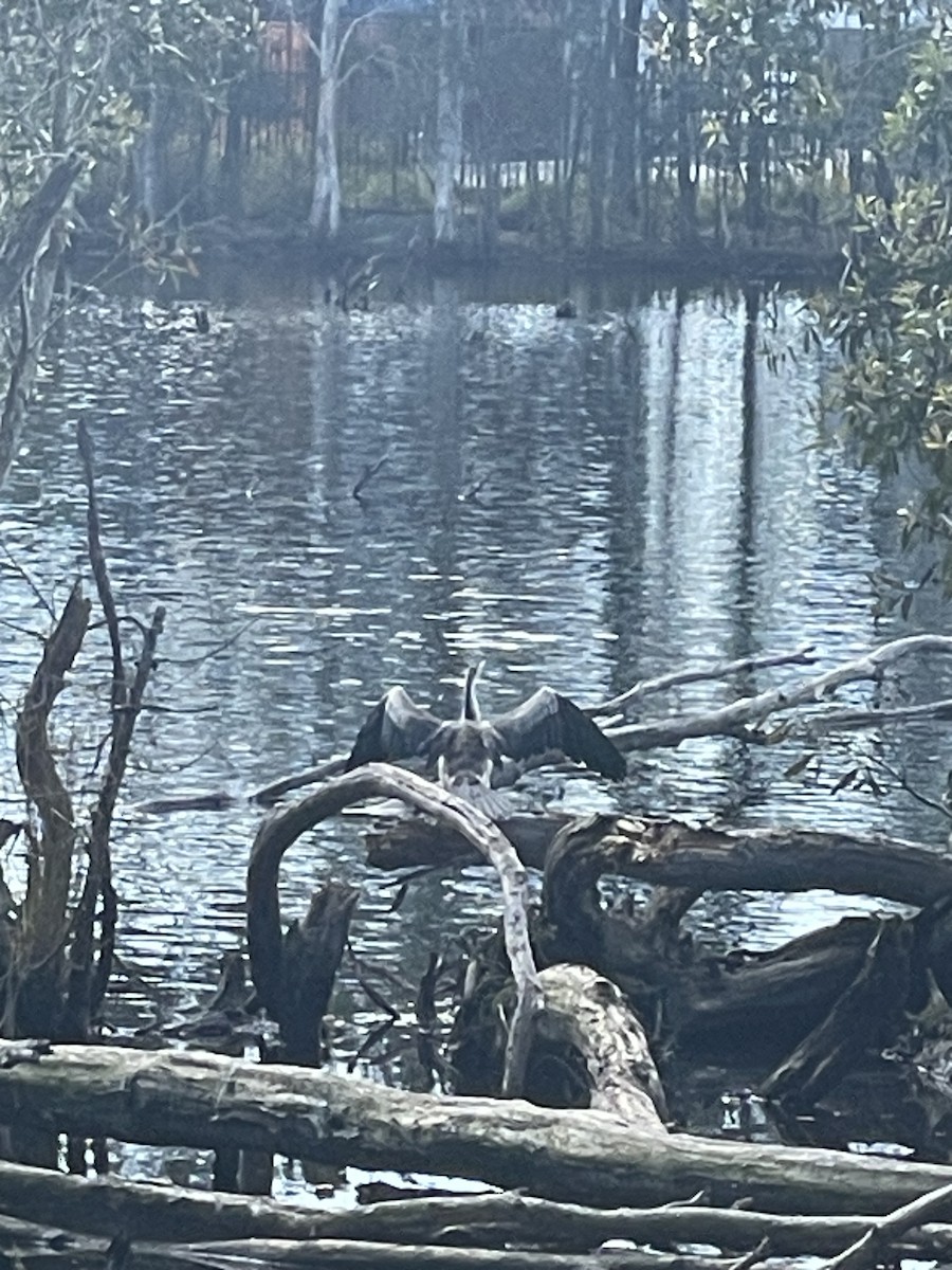Australasian Darter - ML638524082