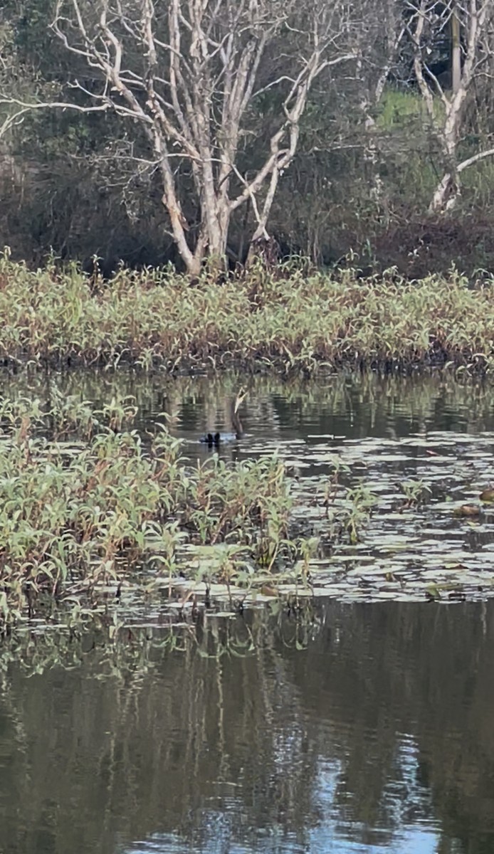 Australasian Darter - ML638524083