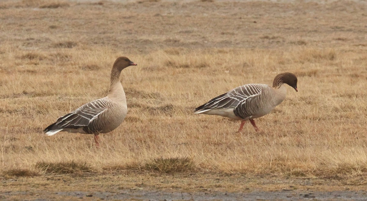 Pink-footed Goose - ML638524438