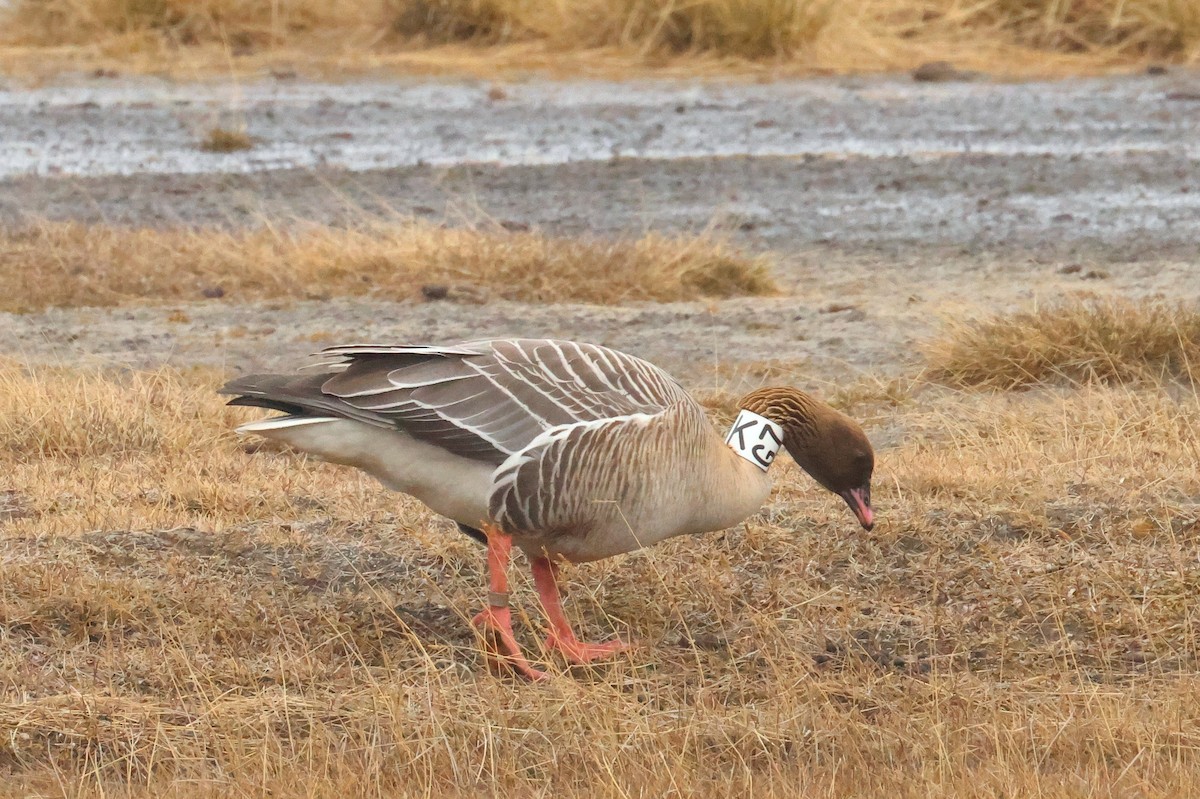 Pink-footed Goose - ML638524440