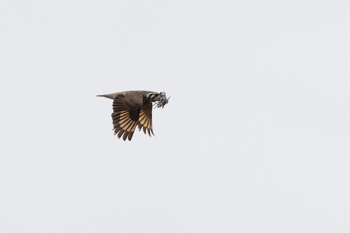 Groundscraper Thrush - ML638524580