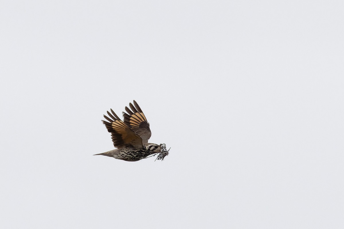 Groundscraper Thrush - ML638524581