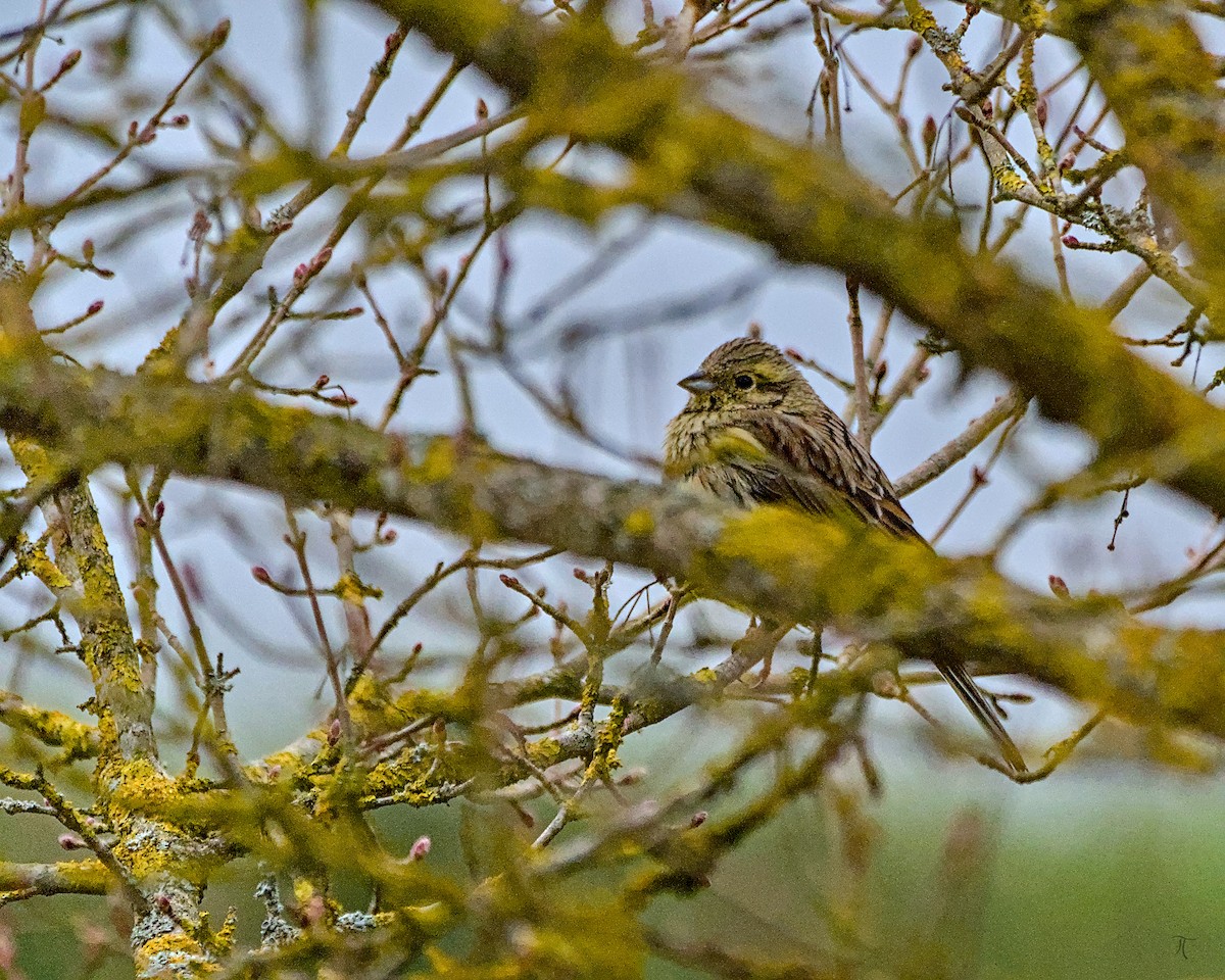 Cirl Bunting - ML638524623