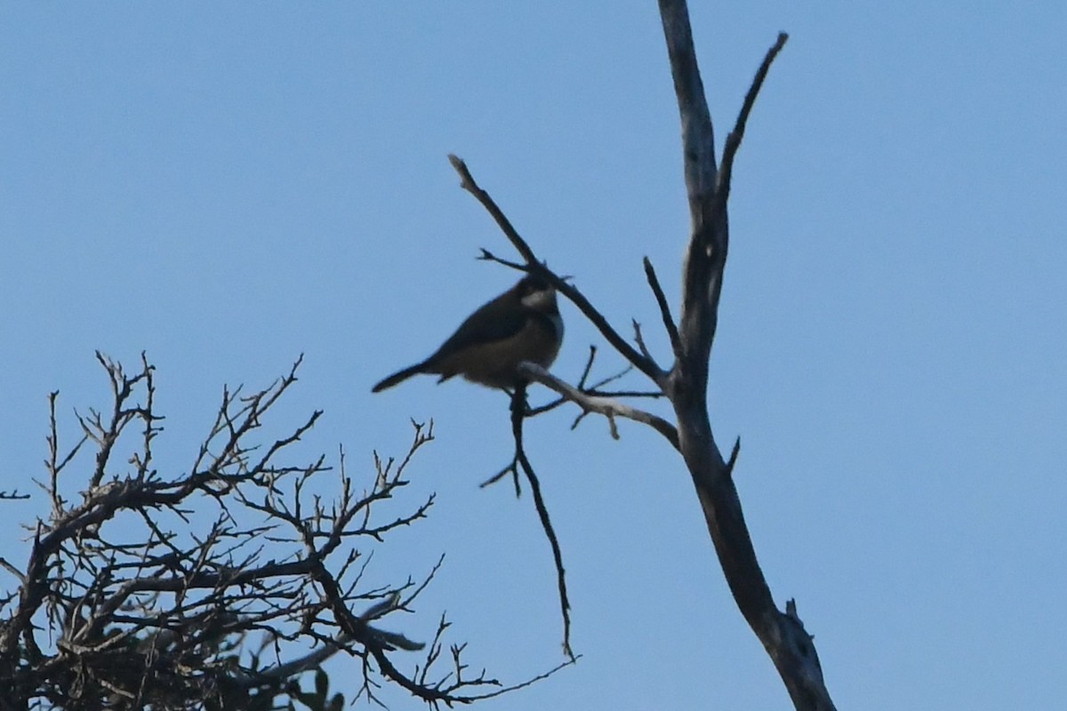 Eastern Spinebill - ML638524636