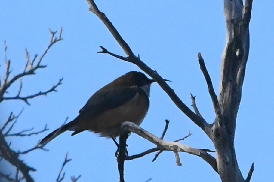 Eastern Spinebill - ML638524641