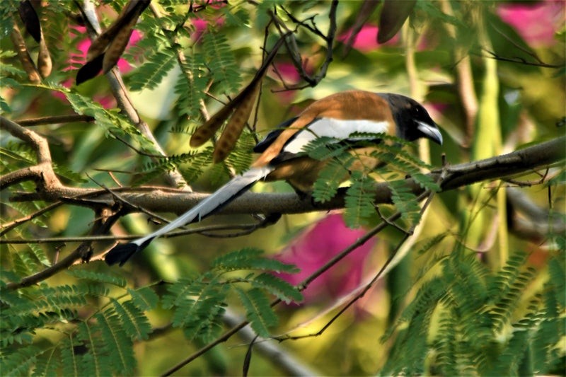Rufous Treepie - ML638524643