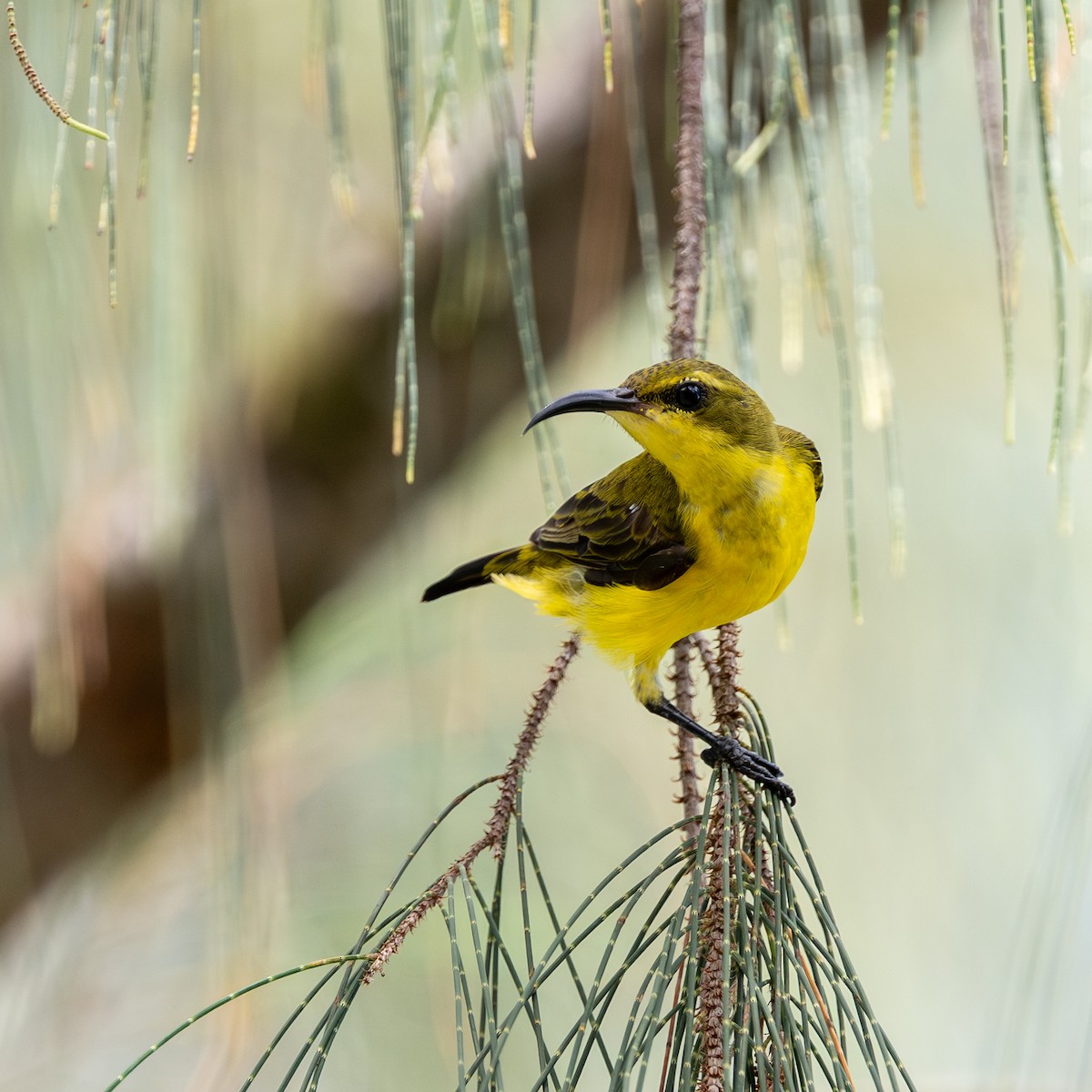 Sahul Sunbird - ML638524665