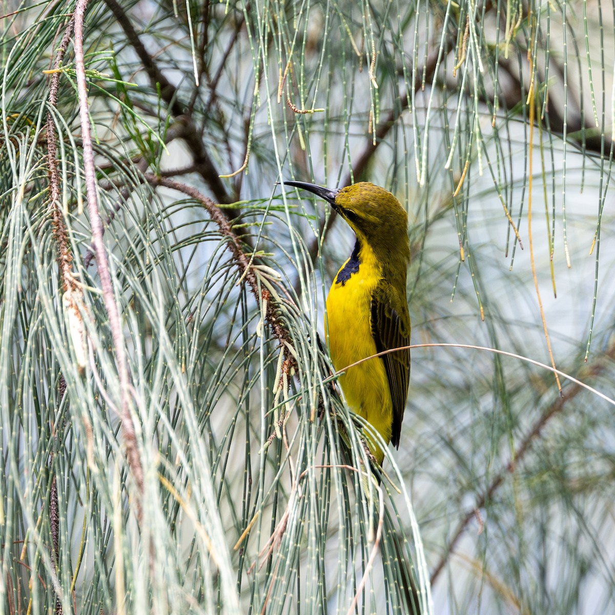 Sahul Sunbird - ML638524666
