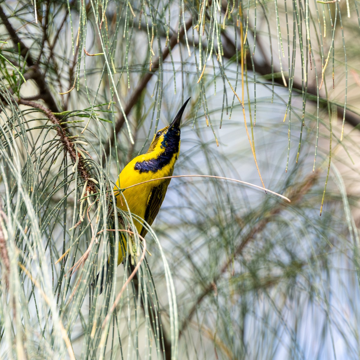 Sahul Sunbird - ML638524667