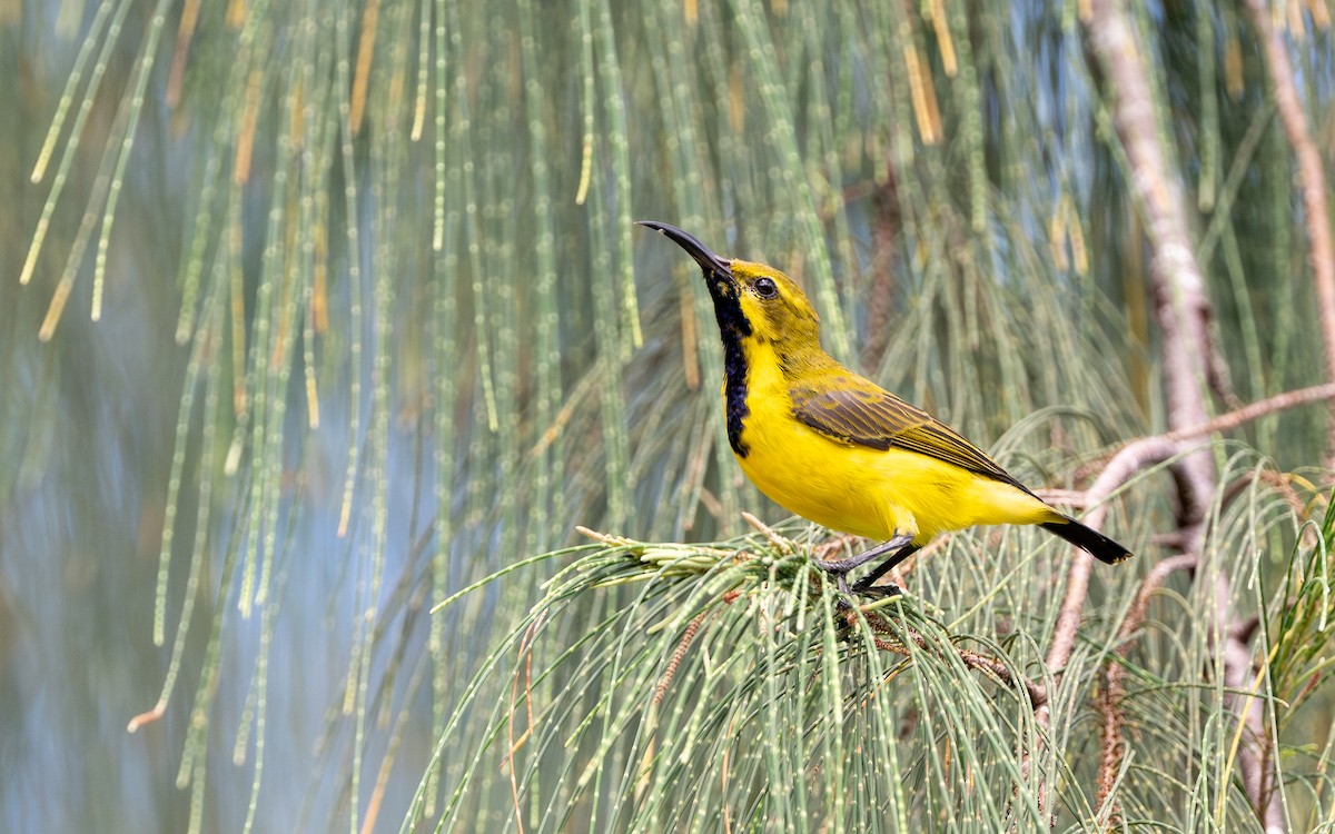 Sahul Sunbird - ML638524668