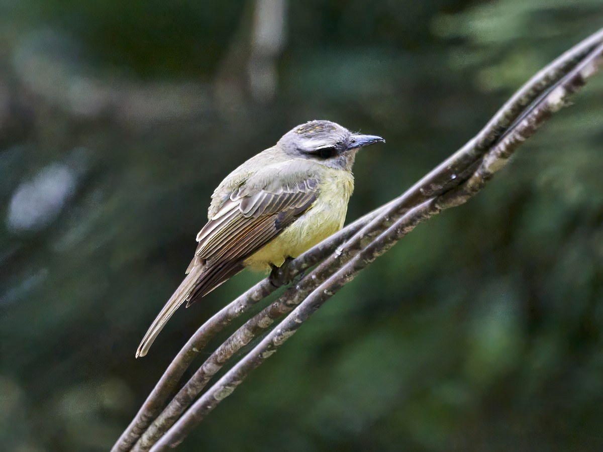 Golden-crowned Flycatcher - ML638524671
