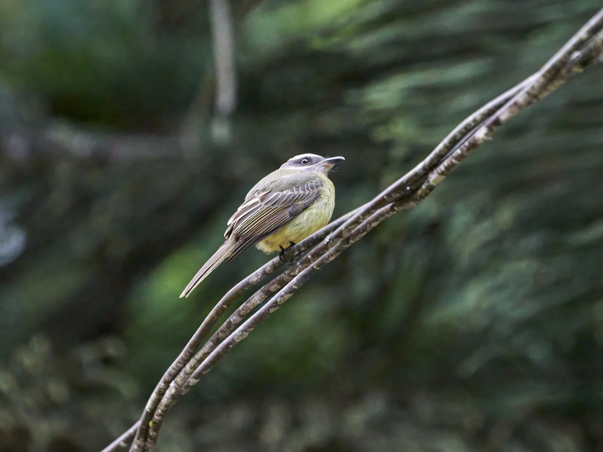 Golden-crowned Flycatcher - ML638524672