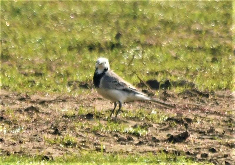 White Wagtail - ML638524676