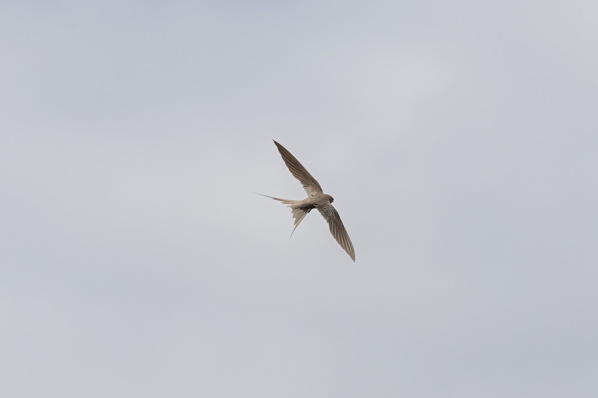 African Palm Swift - ML638524678
