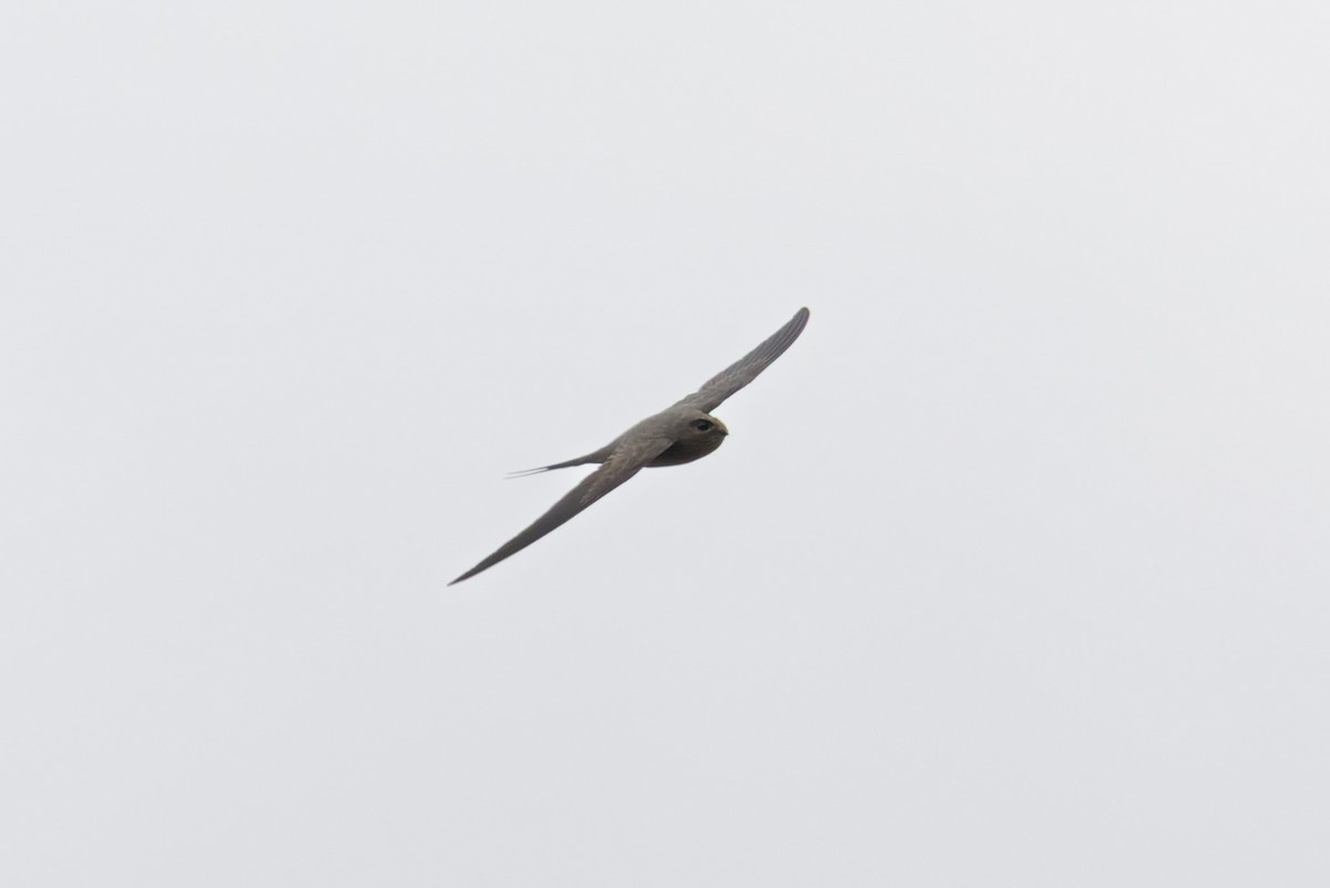 African Palm Swift - ML638524679