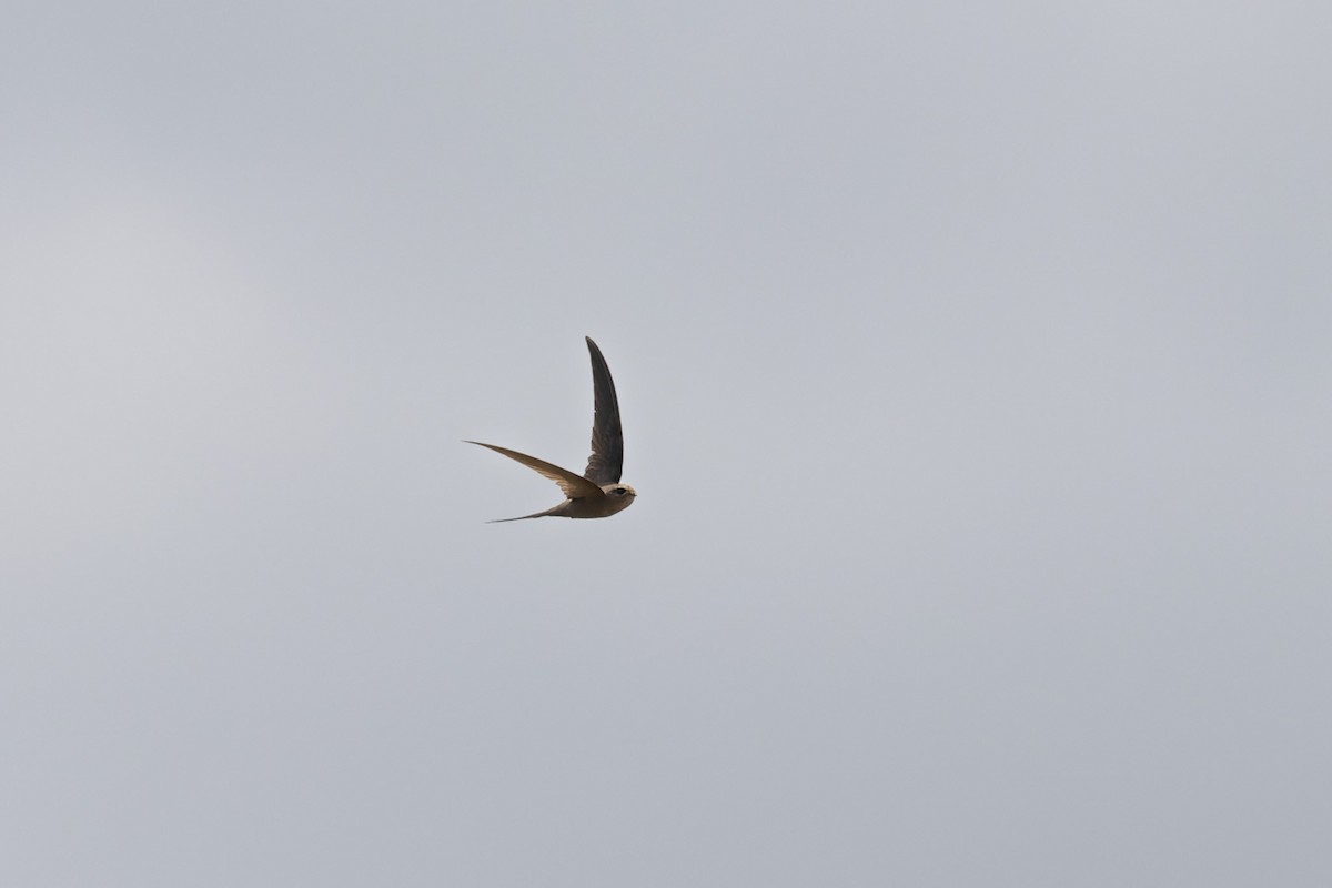 African Palm Swift - ML638524680
