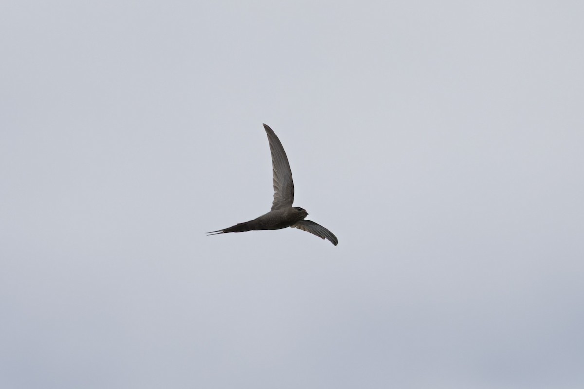African Palm Swift - ML638524681