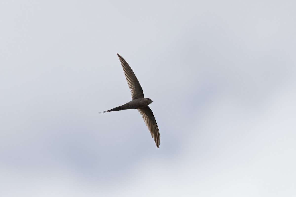 African Palm Swift - ML638524682