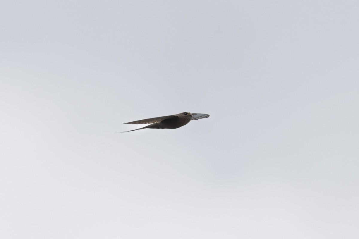 African Palm Swift - ML638524683