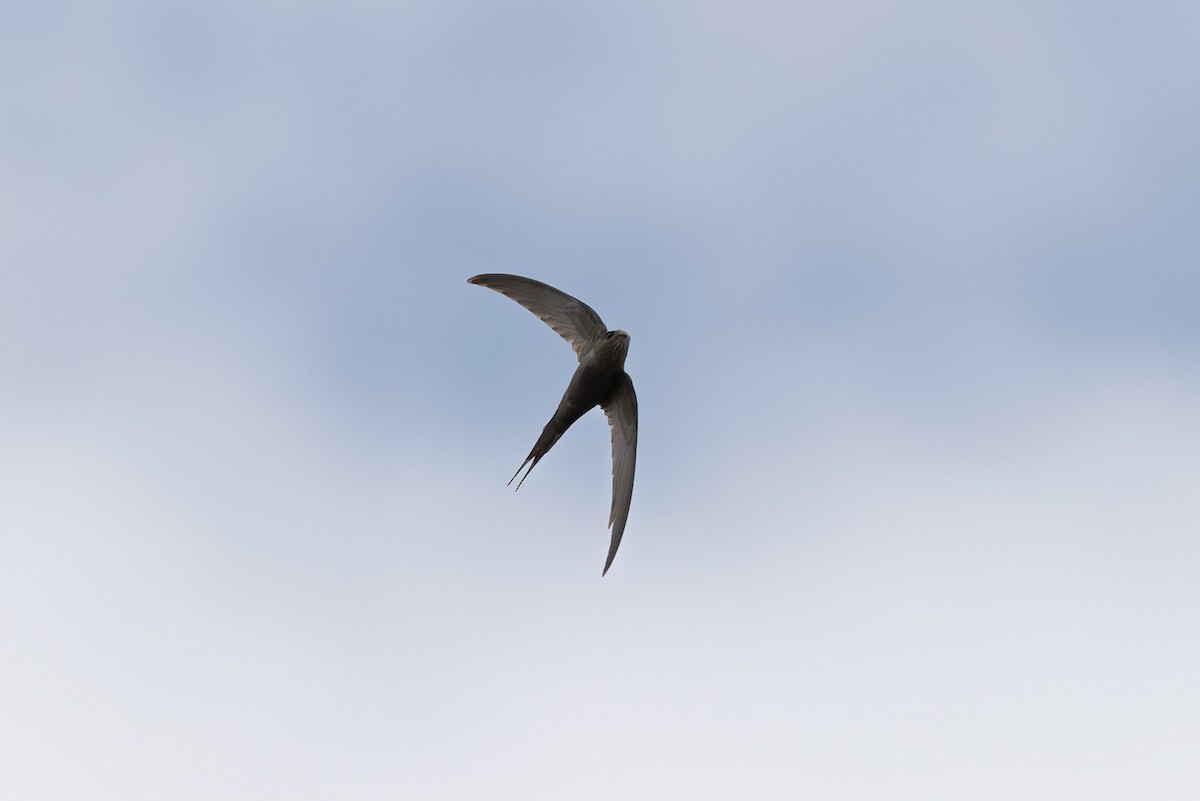 African Palm Swift - ML638524684