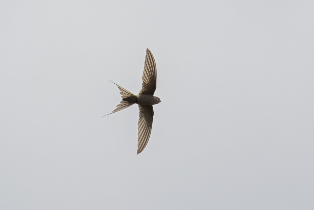 African Palm Swift - ML638524685