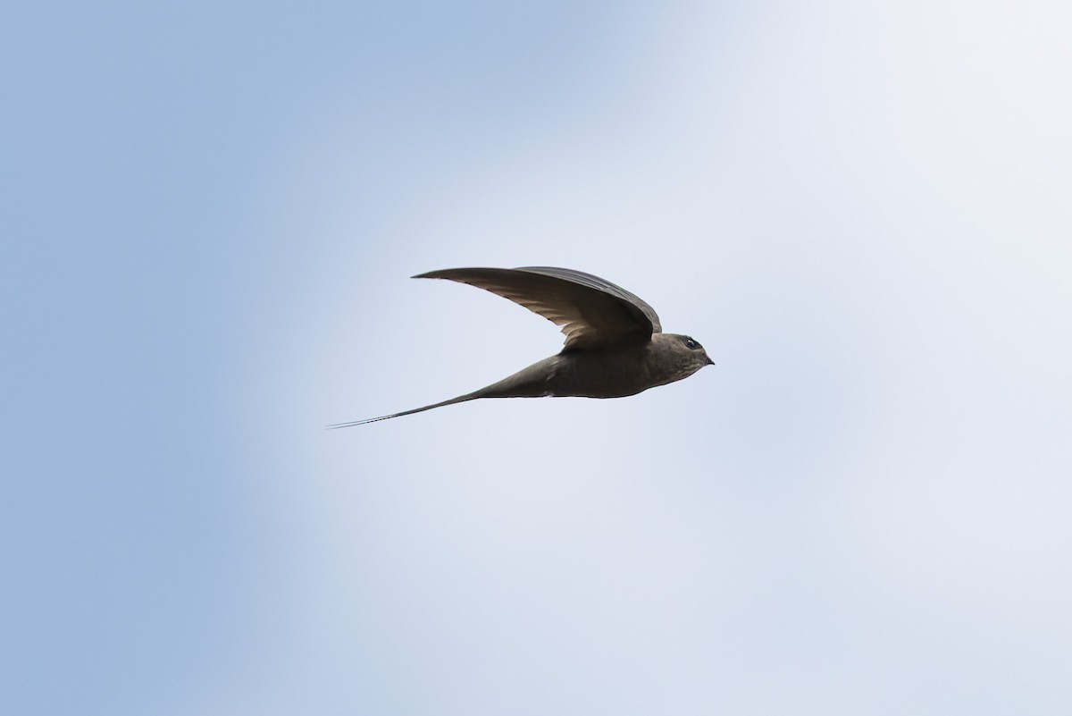 African Palm Swift - ML638524686
