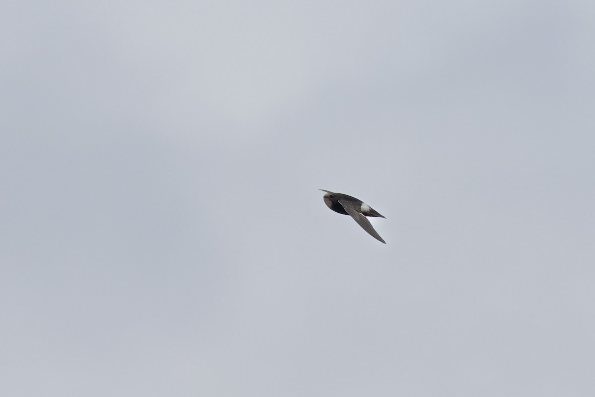 Little Swift - ML638524687