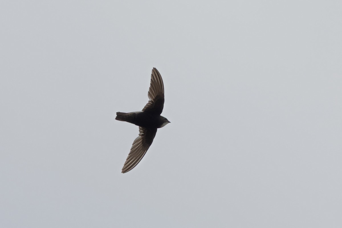 Little Swift - ML638524688