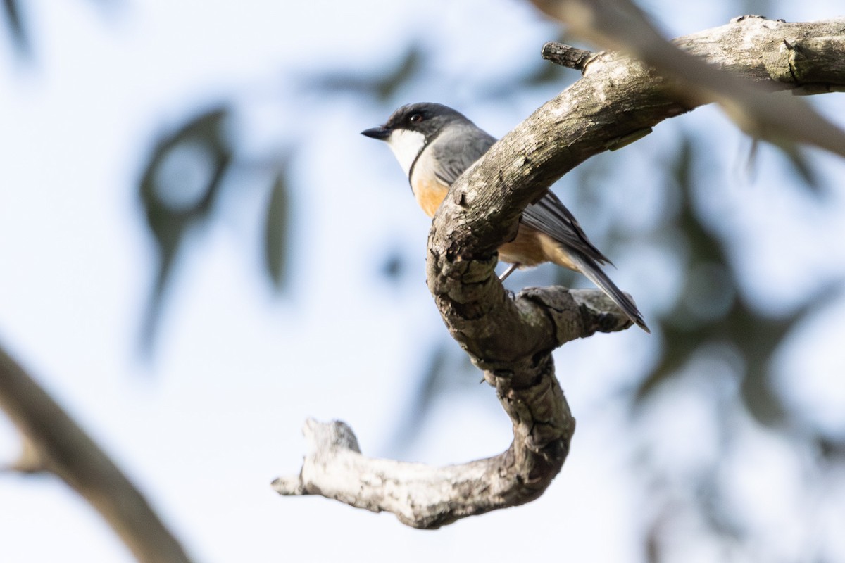 Rufous Whistler - ML638524690