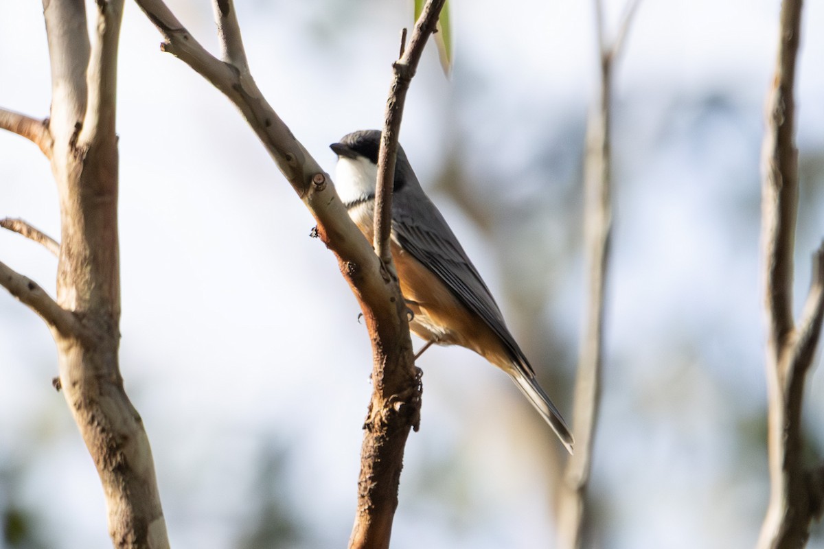 Rufous Whistler - ML638524691