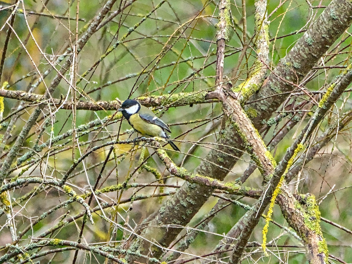 Great Tit - ML638524692