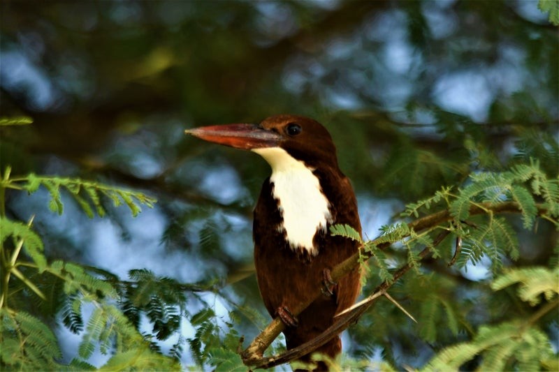 White-throated Kingfisher - ML638524728