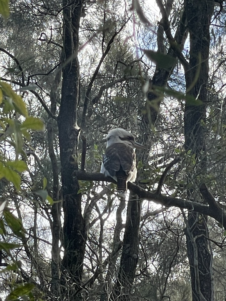 Laughing Kookaburra - ML638524735