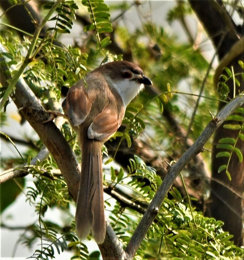 Yellow-eyed Babbler - ML638524749