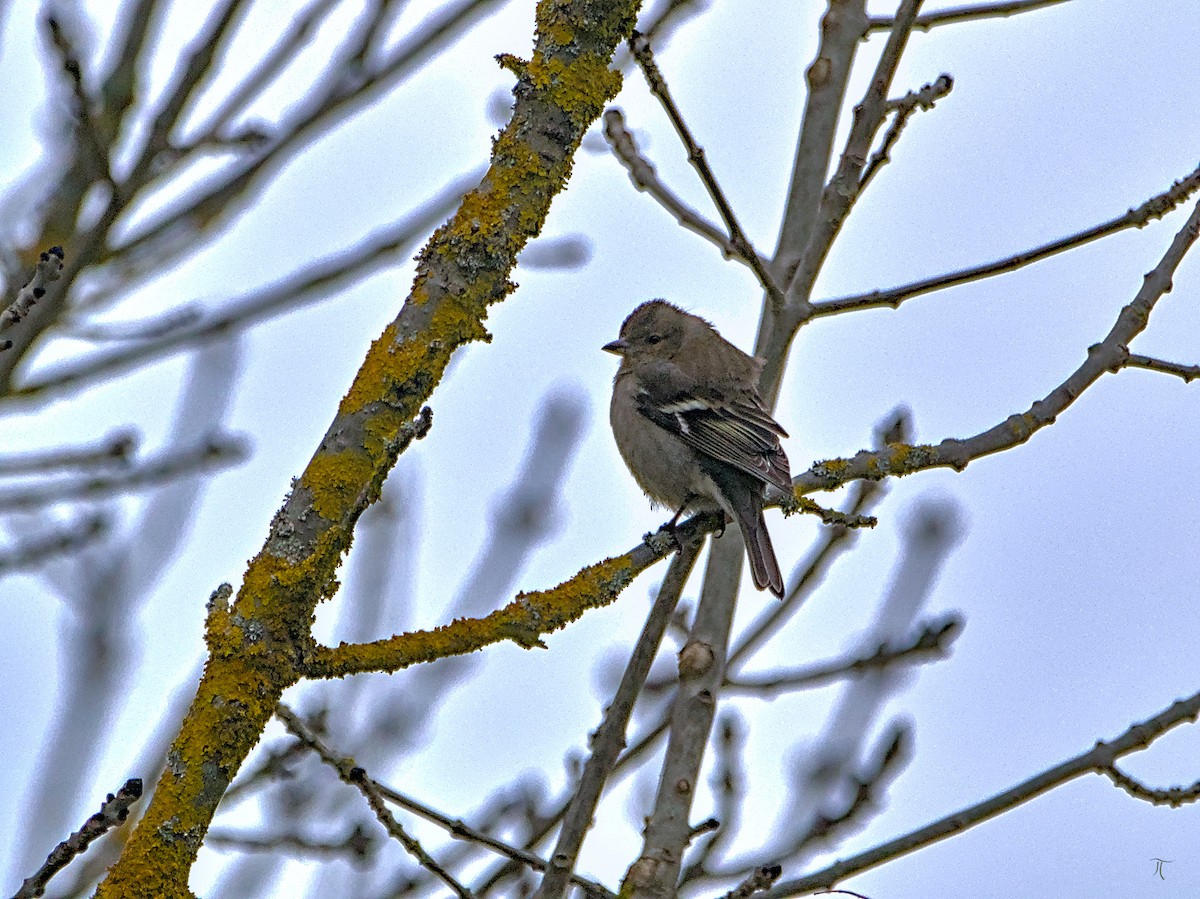 Common Chaffinch - ML638524794