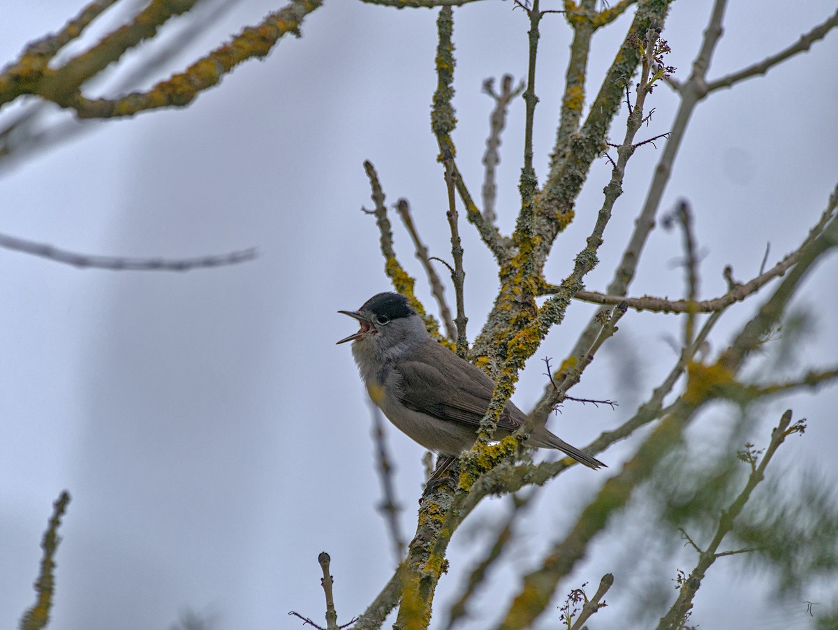 Eurasian Blackcap - ML638524810