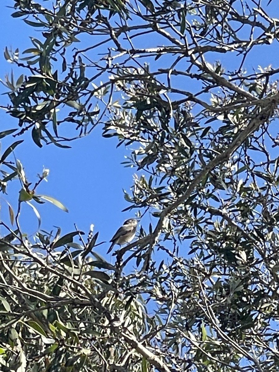 Rufous Whistler - ML638524818