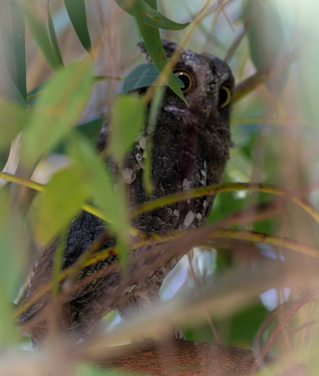 Eurasian Scops-Owl - ML638524819