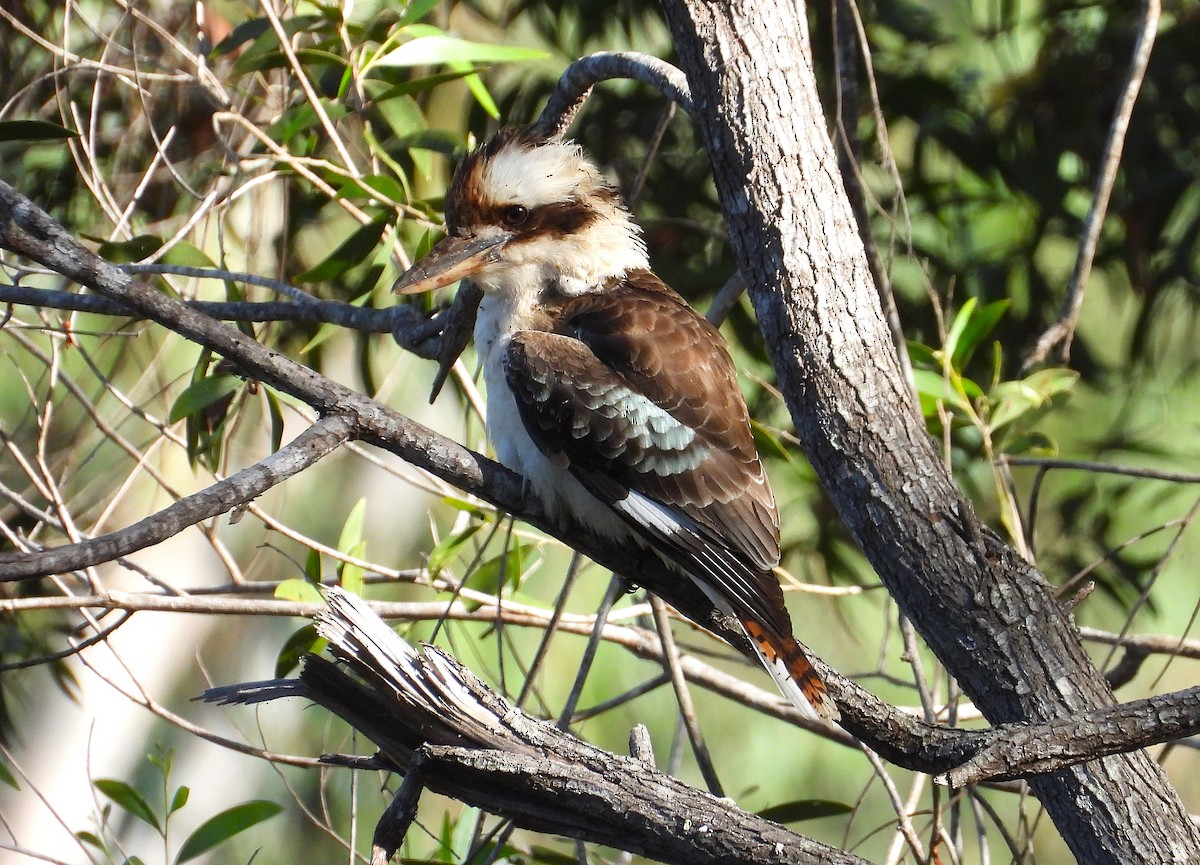 Laughing Kookaburra - ML638524830
