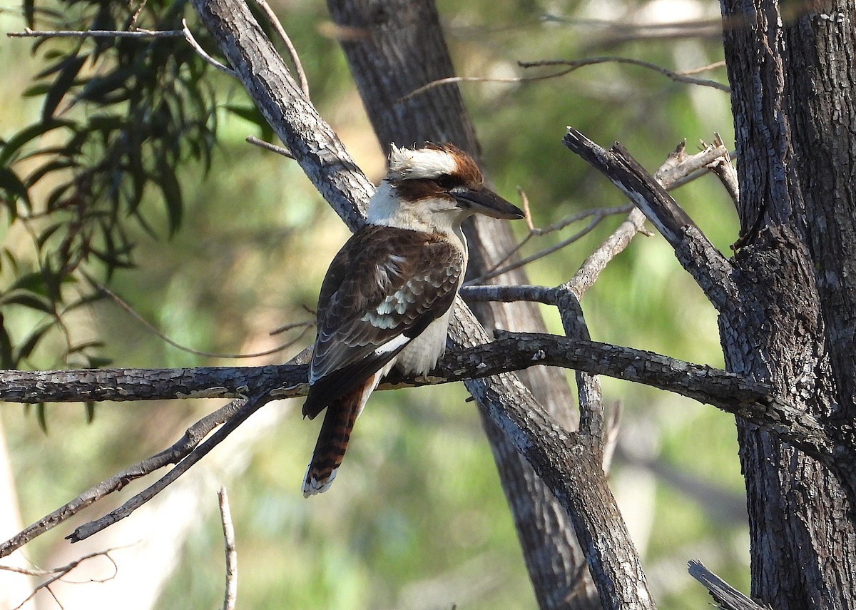 Laughing Kookaburra - ML638524831