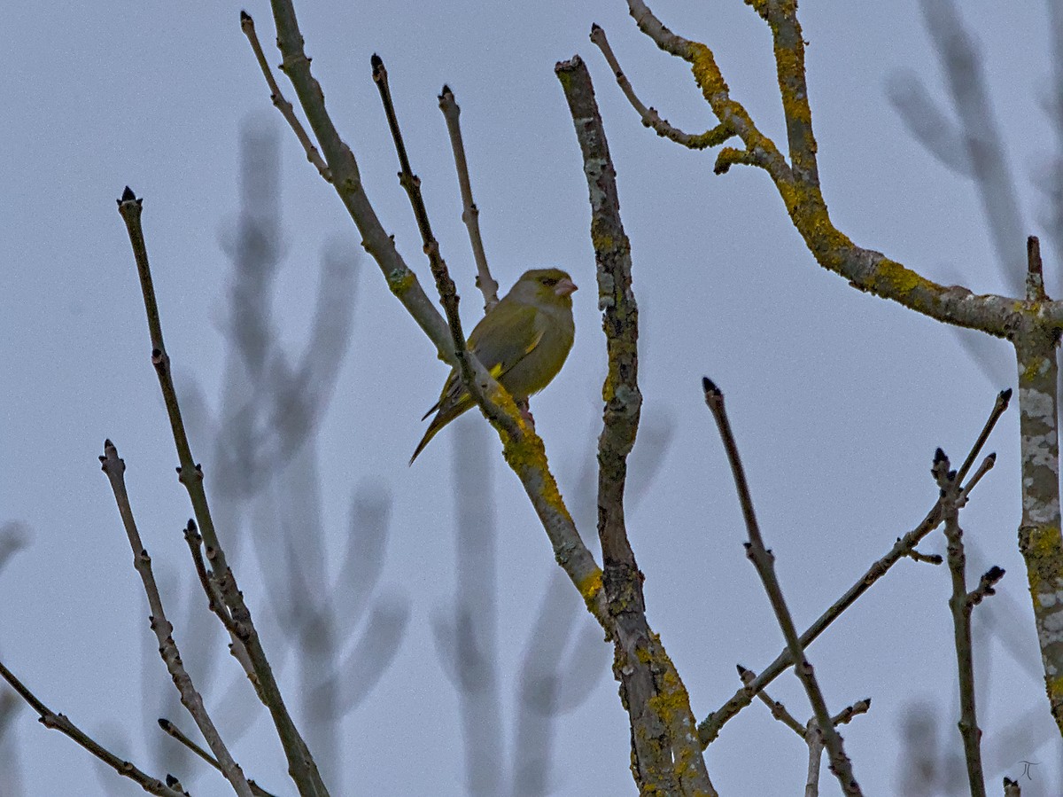 European Greenfinch - ML638524844