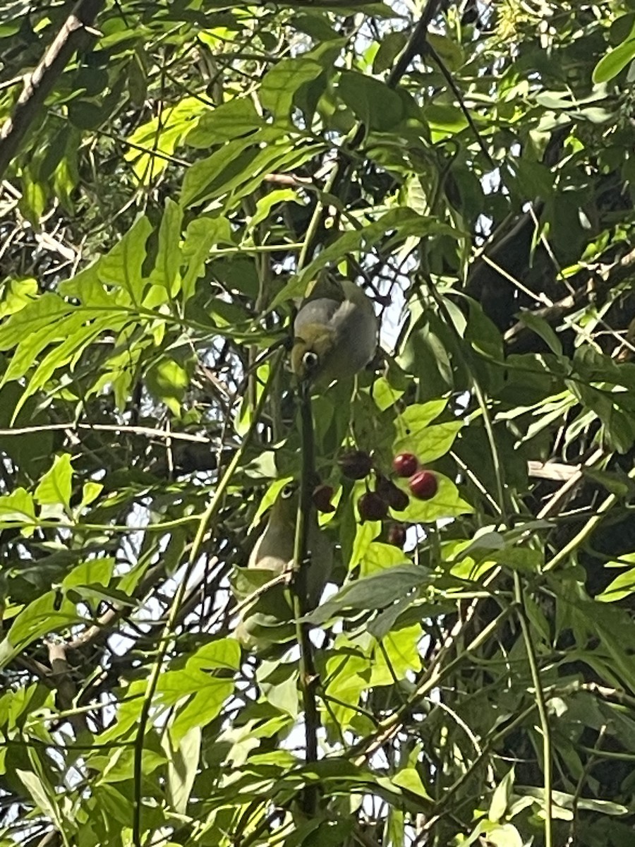 Silvereye - ML638524849