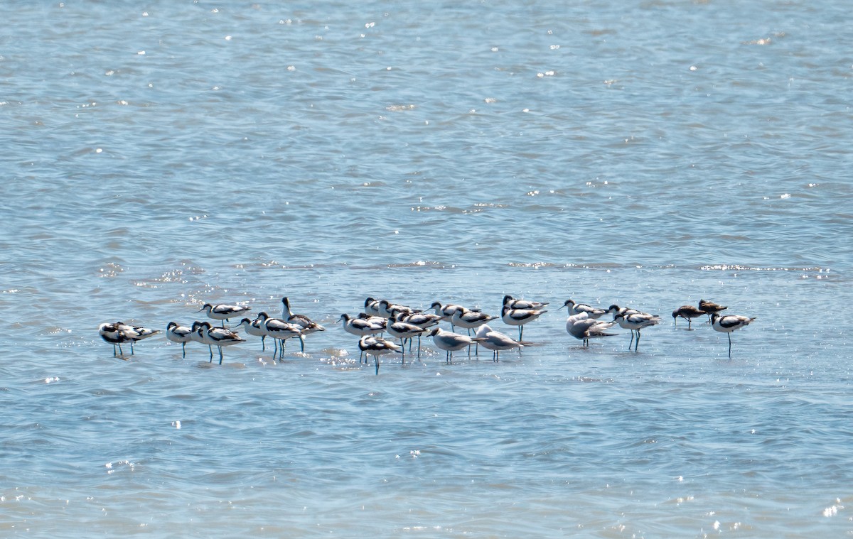 Pied Avocet - ML638524912