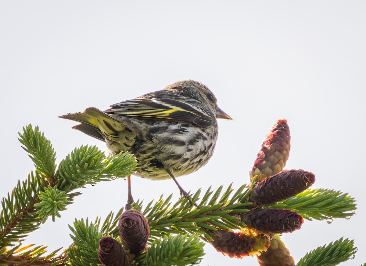 Pine Siskin - ML638524913