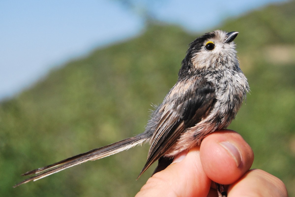 Long-tailed Tit - ML638525011