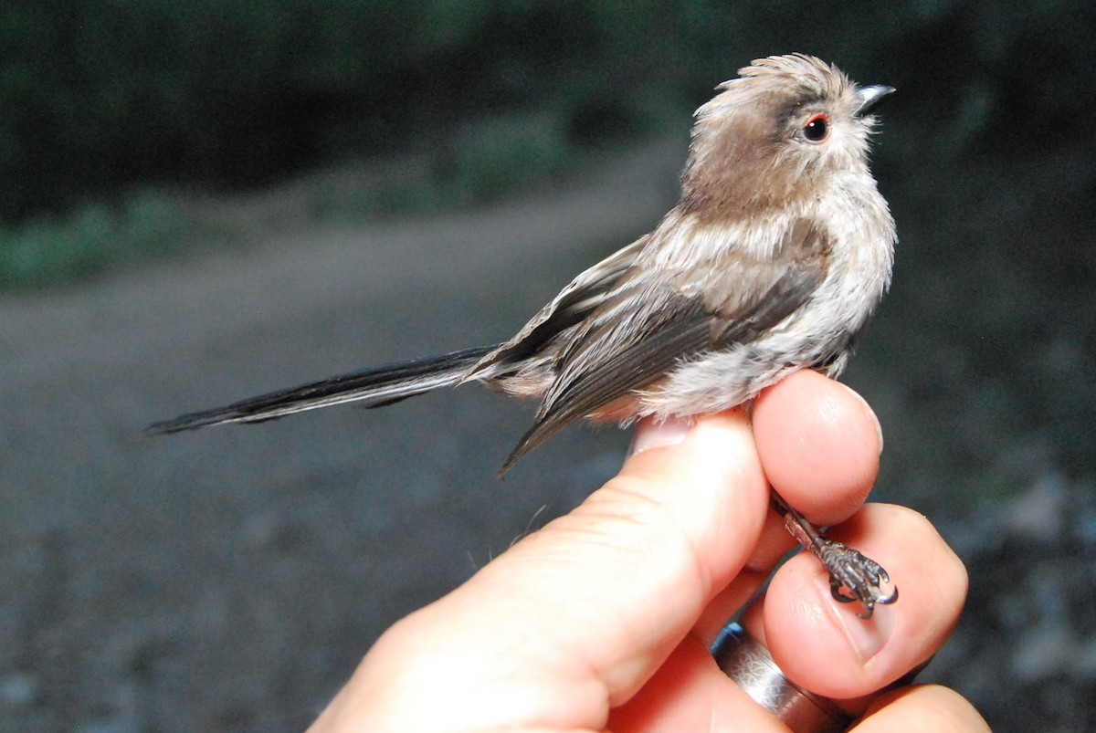 Long-tailed Tit - ML638525012