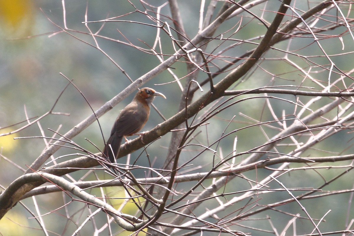 Rusty-cheeked Scimitar-Babbler - ML638525016
