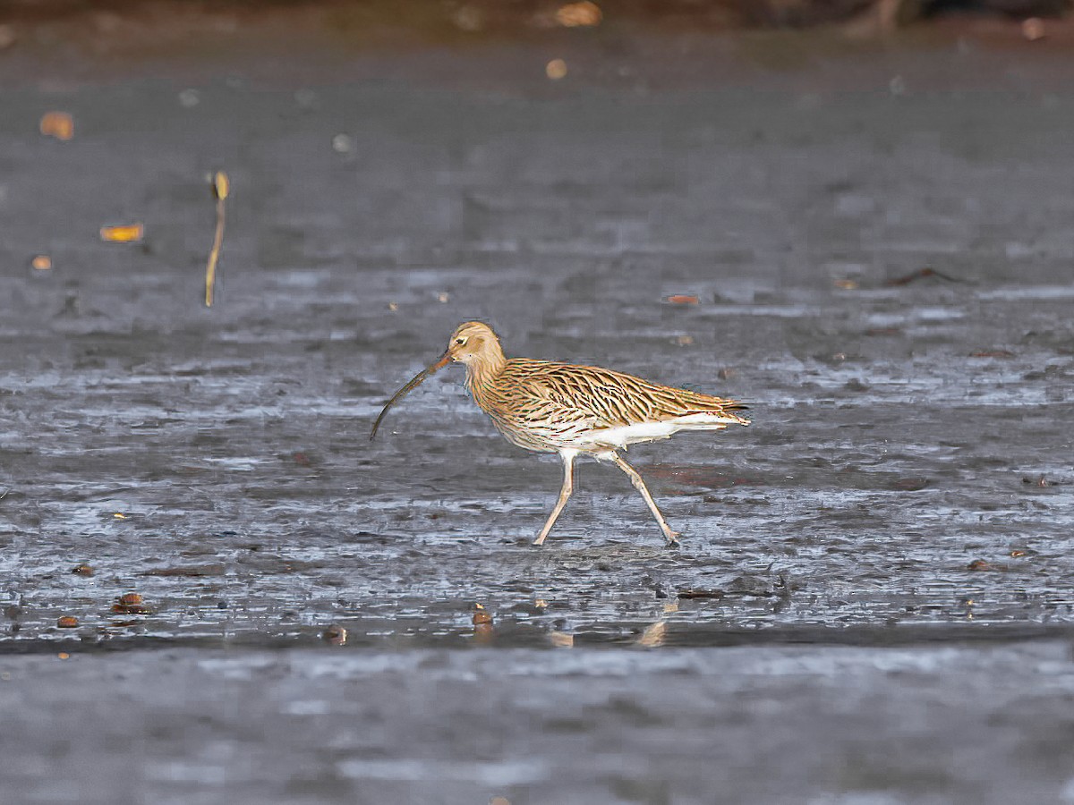 Eurasian Curlew - ML638525030